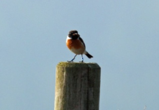 Male stonechat01crop