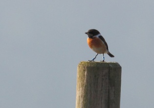 Male stonechat03crop