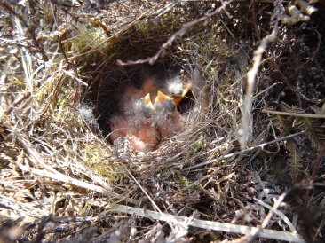 SC Long Nose 2-3 days old first brood nest 2019