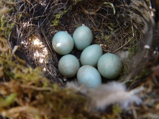 Happy Valley - SC 6 eggs 2nd brood nest 2019